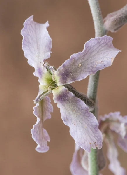 Mathiola fruticulosa bel fiore rosa o viola della famiglia delle crocifere con l'aspetto di una croce viola — Foto Stock
