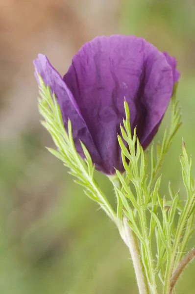 Roemeria hybrida schöne lila und kleine Mohnblume, die auf der Wiese wächst — Stockfoto