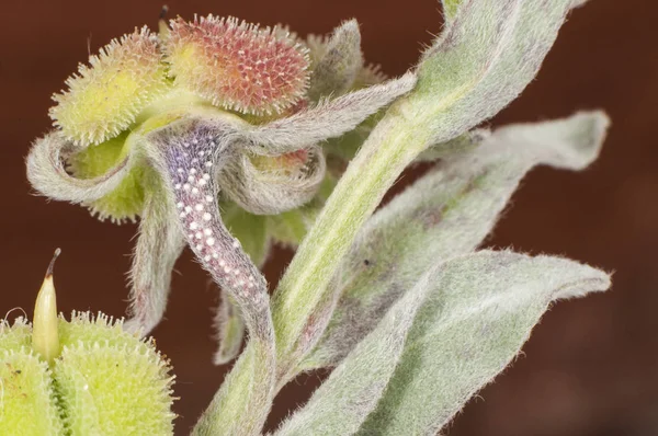 Puccinia phragmitis a Rumex egy parazita gomba e növény, hogy a nő, mint kelések a levelek és a szár — Stock Fotó