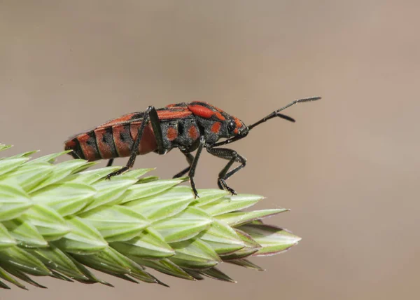 Spilostethus pandurus ágy bug a Hemipterae család feltűnő piros és fekete színek figyelmeztető ragadozók a toxicitás — Stock Fotó