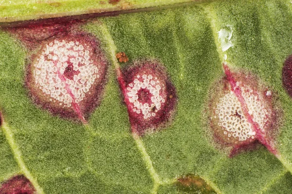 Rumex 上的 Puccinia 肾炎是这种植物的寄生真菌，在叶子和茎上沸腾生长 — 图库照片