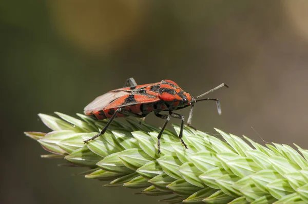 Spilostethus pandurus bed bug of the Hemipterae family of striking red and black colors warning predators of their toxicity