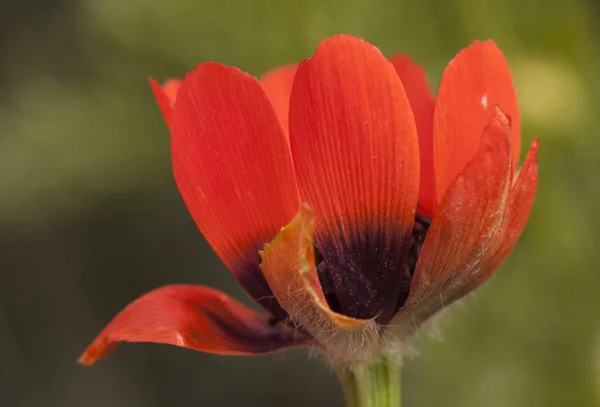 Adonis microcarpa fleur de couleur rouge intense et pétales délicats — Photo
