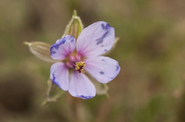 Yoğun pembe renk Erodyum türleri redstem filaree narin çiçek