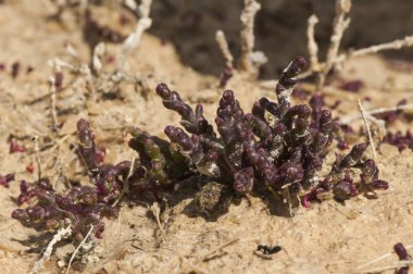 Mikroknemum coralloides