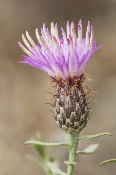 Zentaurea hyssopifolia — Stockfoto