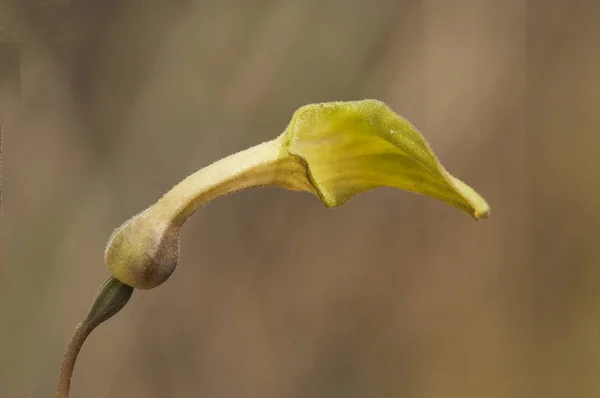 Aristolochia pistolochia flor verde medicinal con aspecto de trompeta peculiar — Foto de Stock