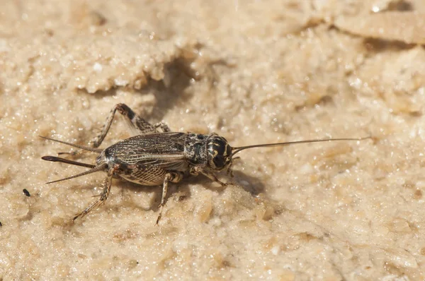 Eumodicogryllus bordigalensis fêmea — Fotografia de Stock