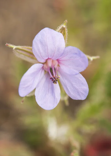 Erodium-Arten roter Stamm Filaree zarte Blume von intensiver rosa Farbe — Stockfoto