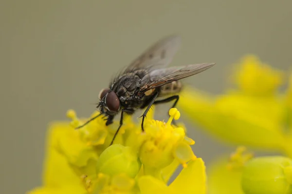 Helina cf evecta hockende fliege — Stockfoto