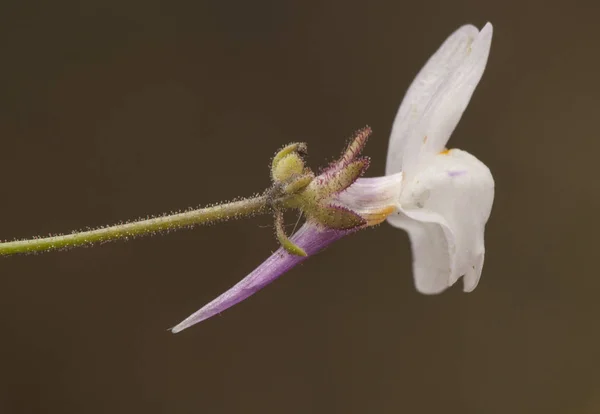 Linaria ametista — Foto Stock