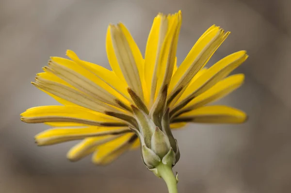 Launaea fragilis — Stok fotoğraf