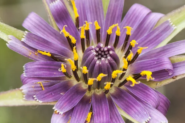 Tragopogon porrifolius — Stockfoto