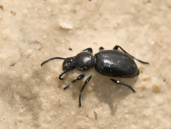 Aff Scaurus corpse of beetle semi buried in plaster ground — Stock Photo, Image