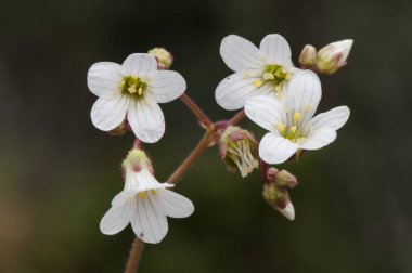 Saxifraga granulata kaya kırıcı ıslak yamaçlarda büyüyen pembe sinirler ile güzel beyaz çiçek