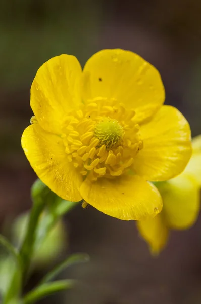 Ranunculus perský máček intenzivní žluté barvy — Stock fotografie