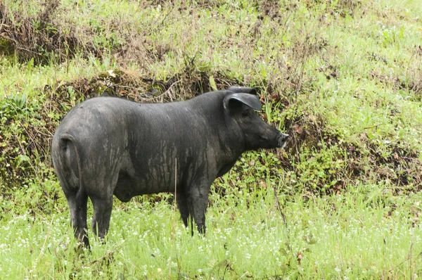Μαύρο χοιρινό της Ιβηρικής — Φωτογραφία Αρχείου