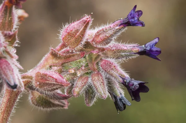 Anchusa undulata lila Blume mit Regenwassertropfen mit behaarten Blättern und Stielen — Stockfoto