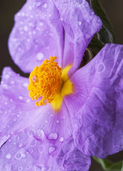 Cistus albidus szaro-liściaste rośliny Cistus z dużym różowe kwiaty ceruleo — Zdjęcie stockowe