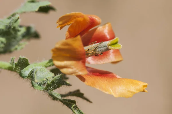 Glaucium corniculatum blackspot hornpoppy değerli ve seyrek turuncu ve siyah merkezi haşhaş — Stok fotoğraf