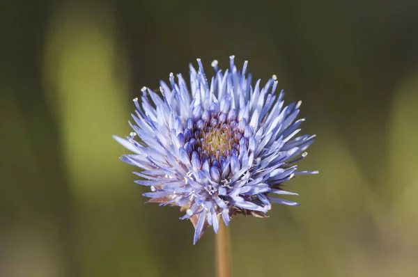 Jasione montana blue bonnets blue buttons beautiful purple blue flower