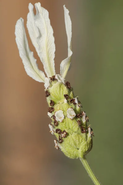 Lavandula viridis) levendula hibrid zöld fejek és fehér vagy kék virágok — Stock Fotó