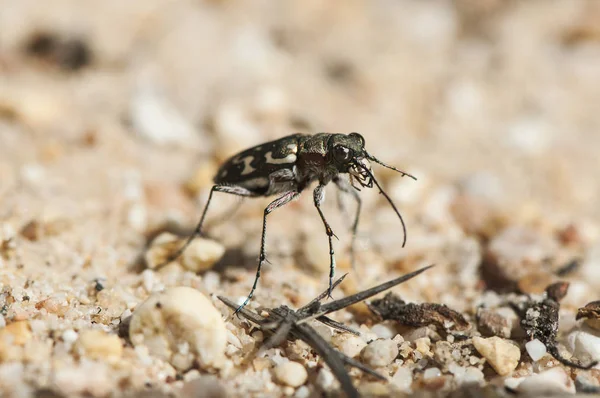Lophyra flexuosa tiger beetle of small size and large jaws — Stock Photo, Image
