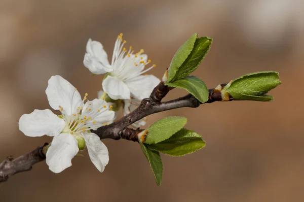 Prunus domestica erik ağacının güzel beyaz çiçekleri — Stok fotoğraf