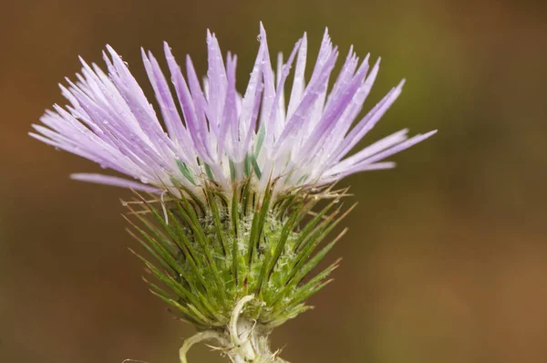 Galactites tomentosa fialový thistl středně velkých květin — Stock fotografie