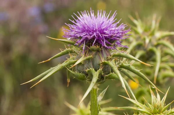 Sylibum marianum large thistle and huge puas very common in the Iberian Peninsula — Stock Photo, Image