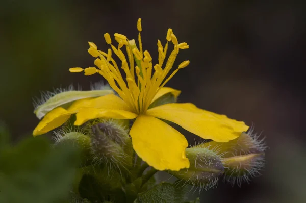 Chelidonium majus greater celandine nipplemente глотает желтый цветок с крупными тычинами — стоковое фото