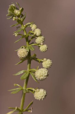Galyum türlerinin yuvarlak ve yeşil meyveler tatlı woodruff