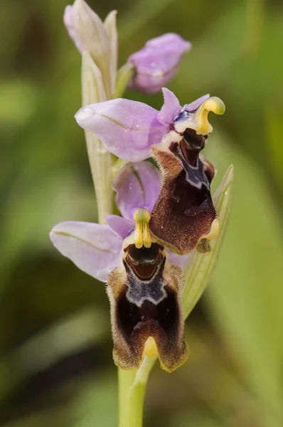 Ophrys tenthredinifera pilová orchideje krásná černá a růžově hnědá divoká Orchidea s vzezření hmyzu — Stock fotografie