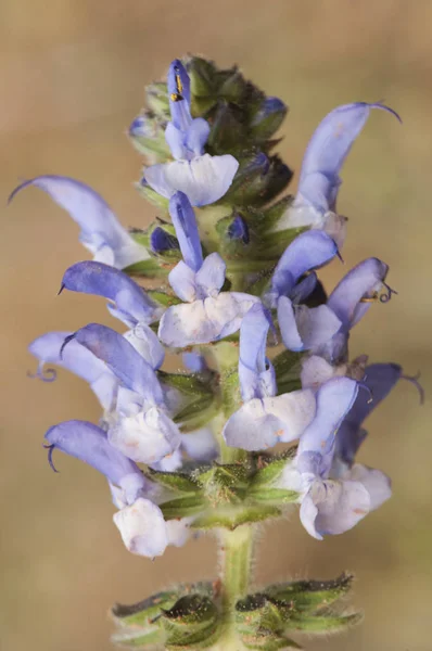Salvia verbenaca arcilla silvestre o salvia silvestre planta aromática púrpura o azul — Foto de Stock