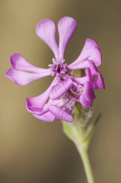 Silene colorata Pembe Pirouette otsu bitki serulean görünüm güzel pembe çiçekleri ile — Stok fotoğraf