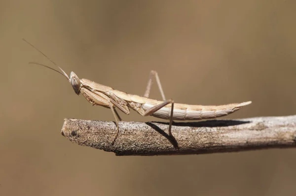 Ameles soorten, kleine biddende Mantis amper drie centimeter lang zat op een stok — Stockfoto