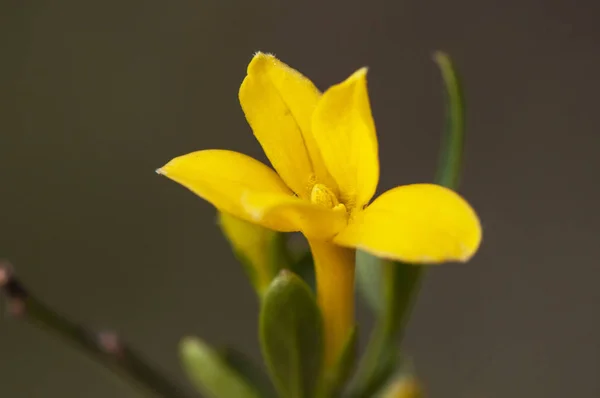 Jasminum fruticans yoğun sarı altın rengi çiçekleri ile ortak sarı yasemin çalı taşıyan yabani bitki — Stok fotoğraf