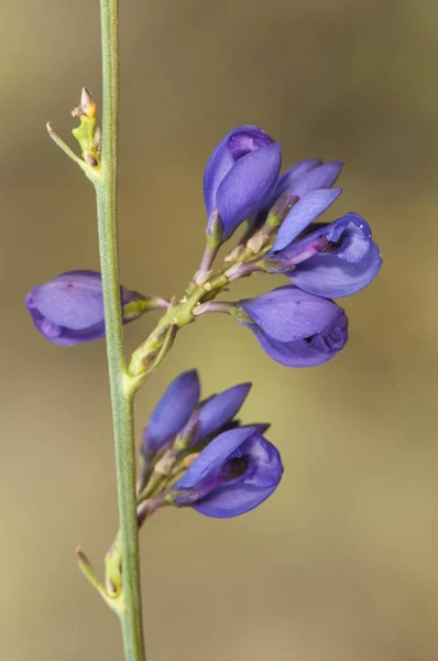 Polygala microphylla pequeno arbusto com flores de cor azul elétrico intenso — Fotografia de Stock