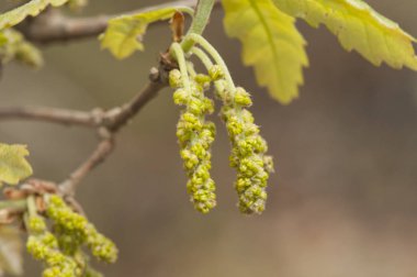 Quercus faginea Lusitanian meşe tomurcuklanan yaprakları ve yeşilimsi catkins