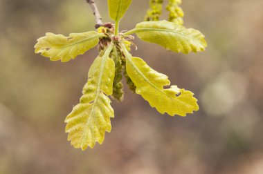 Quercus faginea Lusitanian meşe tomurcuklanan yaprakları ve yeşilimsi catkins