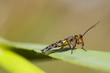 Panorpa meidionalis scorpionfly korkutucu görünüm garip böcek ama tamamen zararsız erkekler karın sonunda bir iğne benzeri bir yapıya sahip