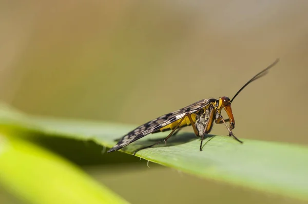 Panorpa meridionalis scorpionfly странное насекомое пугающего вида, но совершенно безобидные самцы имеют структуру жало в конце брюшной полости — стоковое фото