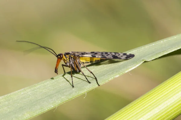 Panorpa meridionalis scorpionfly странное насекомое пугающего вида, но совершенно безобидные самцы имеют структуру жало в конце брюшной полости — стоковое фото