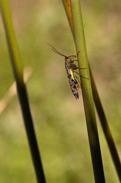 Panorpa meridionalis scorpionfly estranho inseto de aparência intimidante, mas os machos totalmente inofensivos têm uma estrutura semelhante ao ferrão no final do abdômen — Fotografia de Stock
