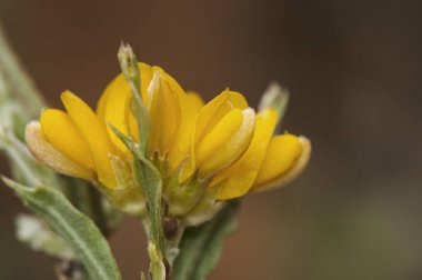 Güzel, derin sarı çiçekler ile Chamaespartium tridentatum baklagil bitki