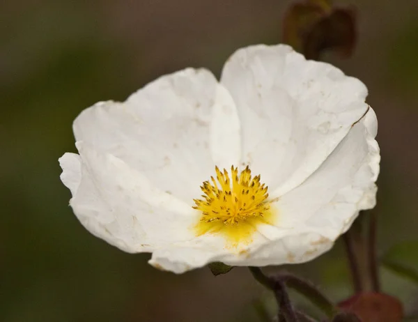 Cistus populifolia pappelblättriger cistus jara cervuna Typ von jara mit großen grünen Blättern und schönen weißen Blüten mit gelben Staubgefäßen — Stockfoto