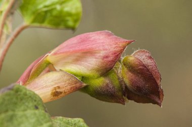 Cistus populifolia kavak-yapraklı cistus jara büyük yeşil yaprakları ve sarı stamens ile güzel beyaz çiçekler jara cervuna türü