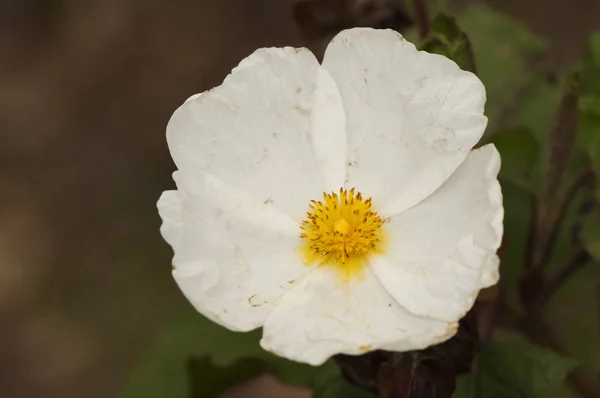 Cistus populifolia topoli-Leaved Cistus Jara cervuna rodzaj Jara z dużymi zielonymi liśćmi i pięknymi białymi kwiatami z żółtym pręcikami — Zdjęcie stockowe