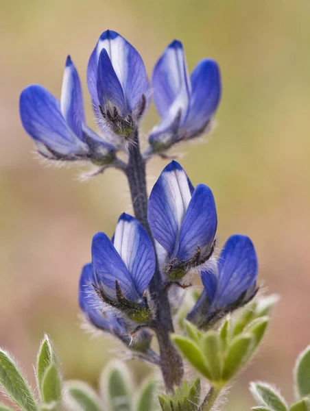 Lupinus micranthus lupin altramuz silvestre con flores azules y blancas — Foto de Stock