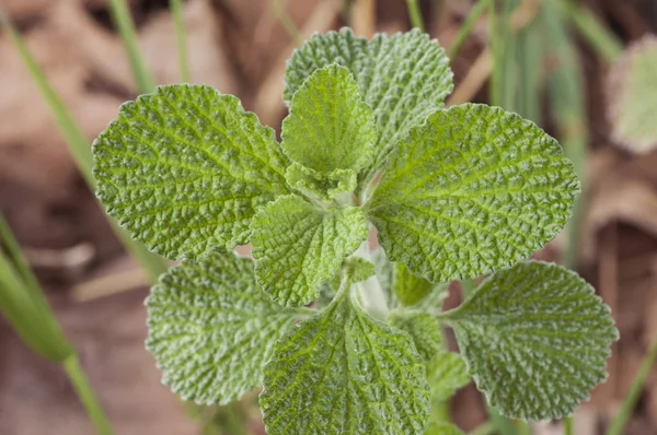 Afganbium vulgare sabueso blanco u hojarasca común hojas verdes de esta planta con un olor intenso y creciendo en tierras no cultivadas — Foto de Stock